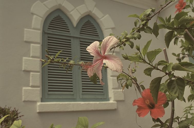 Arched shutters framed by hibiscus