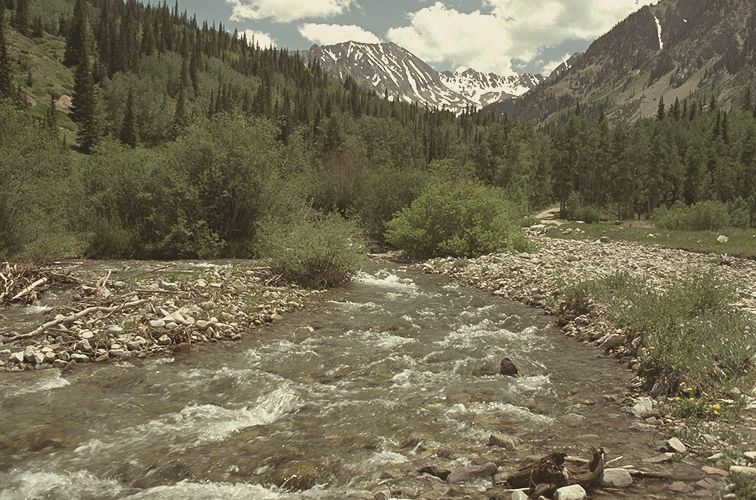 Mountain stream in a pine valley