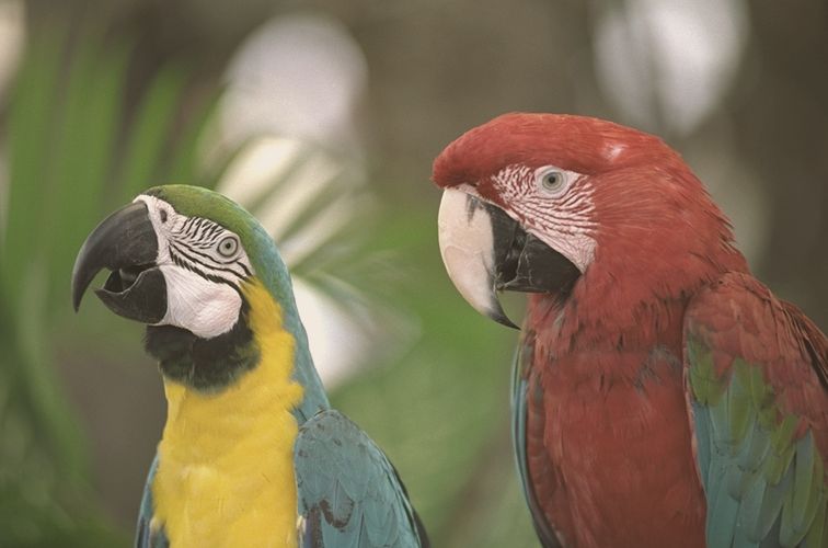 Two macaws