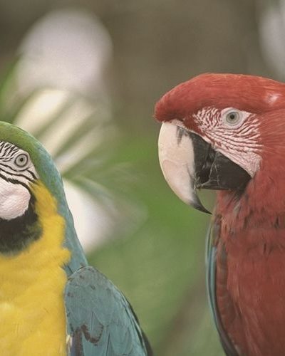 Two macaws